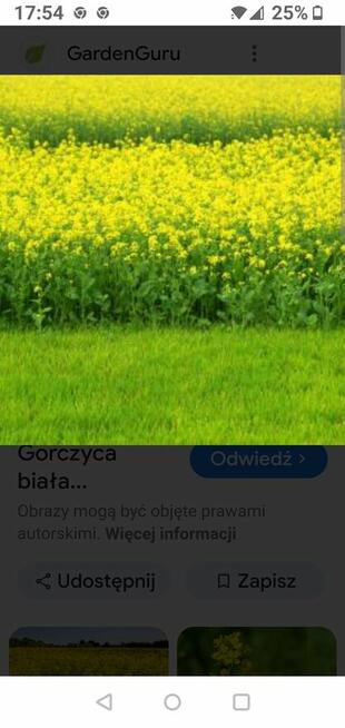 Sprzedam gorczycę na poplon