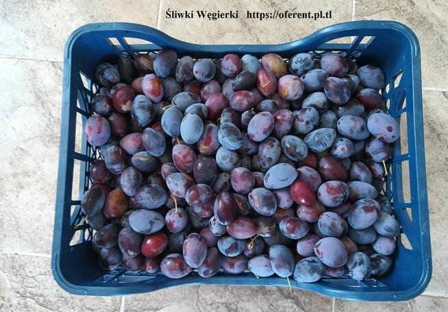 Sprzedam GRUSZKI KLAPSA cena 2 zł. za kilogram tel.515514800