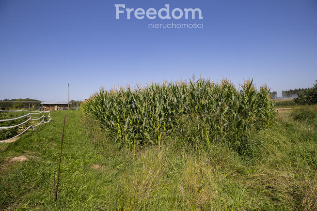 Działka z warunakmi zabudowy 62,97 ar Dynów