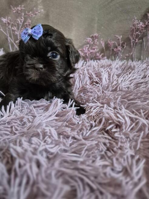 Przepiękny maleńki czekoladowy piesek Shih-Tzu