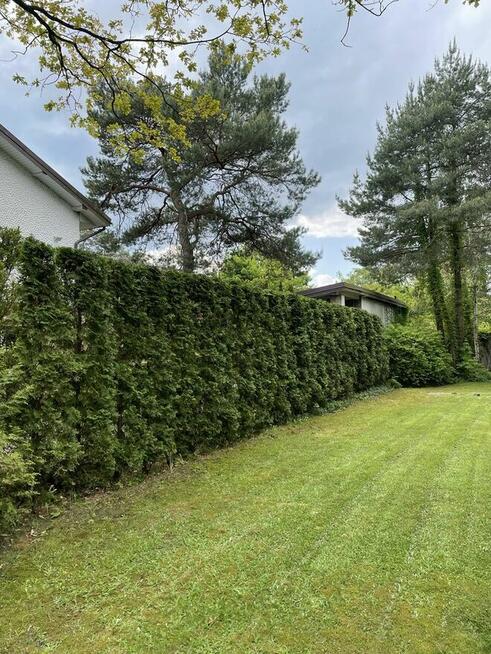 Przycinanie i formowanie żywopłotu (szybko i tamio )