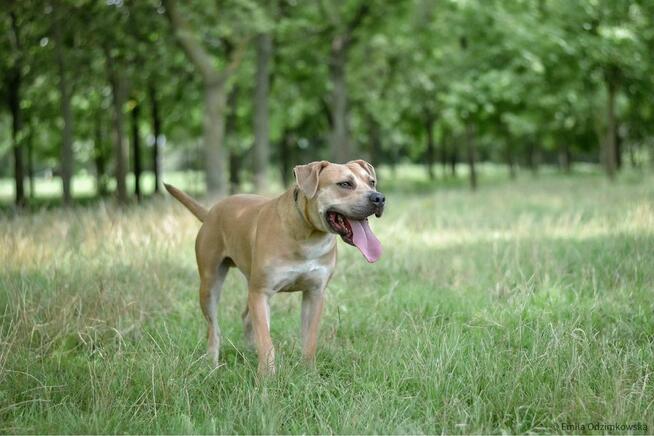 Rot-biszkoptowy pies w typie rasy amstaff do świadomej adopcji