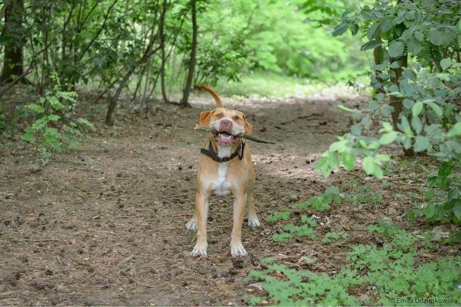 Corso-piękny pies wymagający pracy czeka na świadomy dom