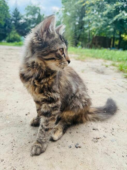 Dwa kotki do adopcji.