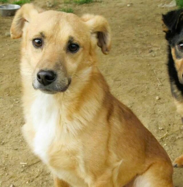 SONIK - niewielki psiak za kratami schroniska, adoptuj!