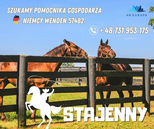 Praca przy koniach w niemczech