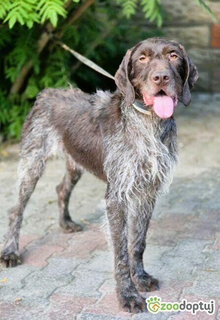 FRED - piękny wyżeł niemiecki szuka domu