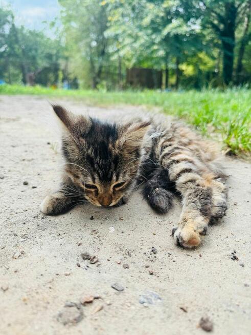 Dwa kotki do adopcji.