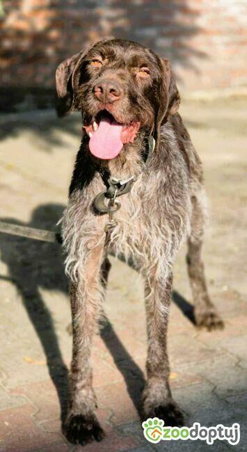 FRED - piękny wyżeł niemiecki szuka domu