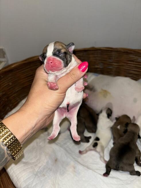 Szczeniaki buldożki francuskie