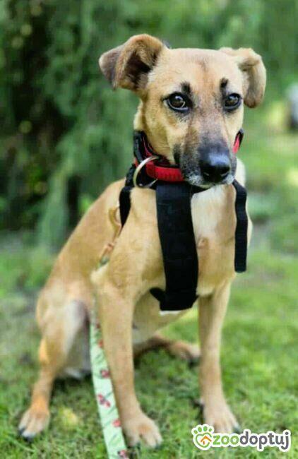 NITKA - delikatna sunia szuka najlepszego domu