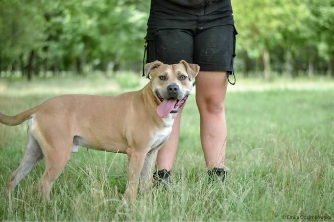 Rot-biszkoptowy pies w typie rasy amstaff do świadomej adopcji