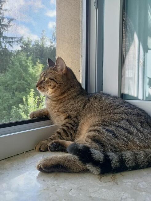 PILNE! Do odpowiedzialnej adopcji poleca się roczny Krzyś