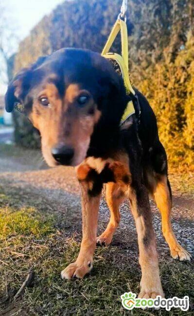 SIMON - skrajnie zaniedbany, niewidomy seniorek szuka domu