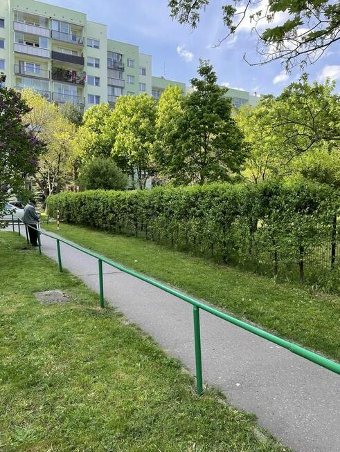 Przycinanie i formowanie żywopłotu (szybko i tamio )