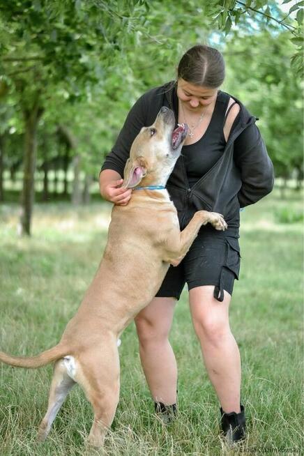 Rot-biszkoptowy pies w typie rasy amstaff do świadomej adopcji