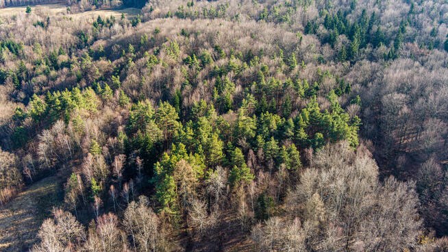 Działka leśna- Olszowa-Zakliczyn -Małopolska
