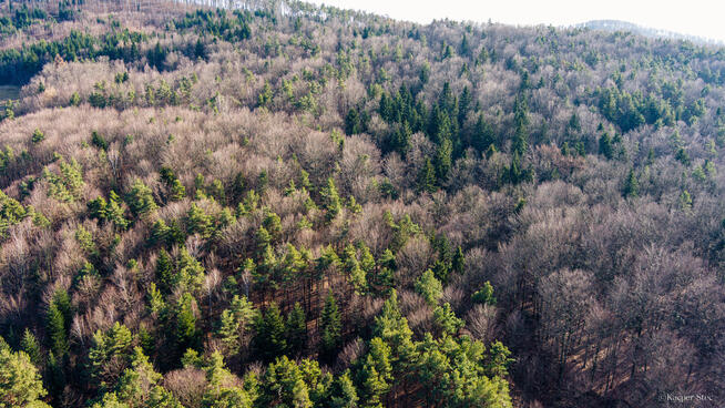 Działki leśne- Olszowa-Zakliczyn -Małopolska
