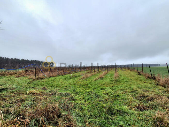Działka rolna Nowa Jabłona gm. Niegosławice,