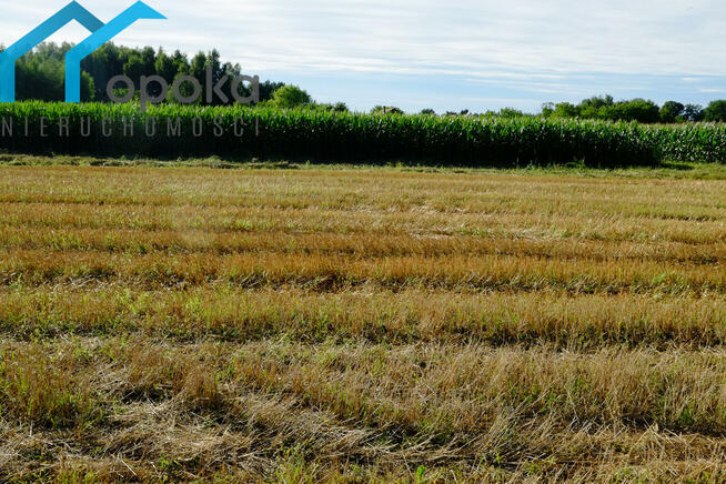 Działka budowlana Zaborze gm. Chybie, Darwina