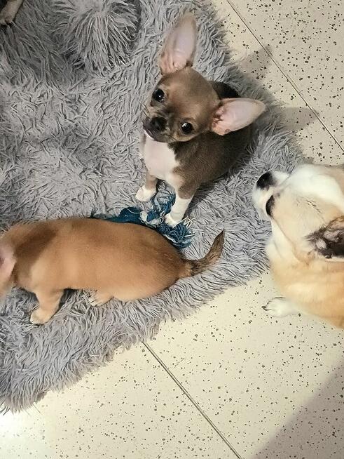 Chihuahua Maleńka Przepiękna