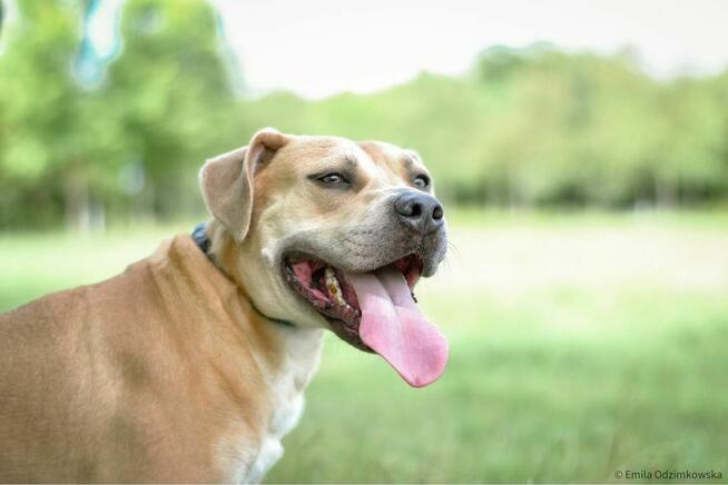 Rot-biszkoptowy pies w typie rasy amstaff do świadomej adopcji