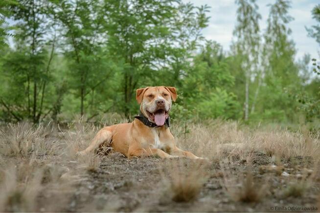 Corso-piękny pies wymagający pracy czeka na świadomy dom