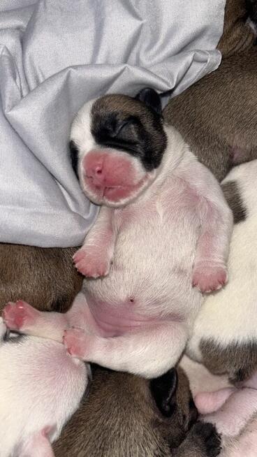 Szczeniaki buldożki francuskie