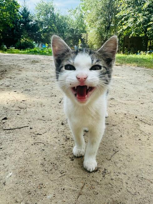 Dwa kotki do adopcji.