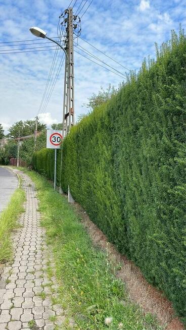Przycinanie i formowanie żywopłotu (szybko i tamio )