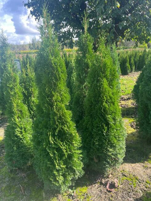 Tuja Szmaragd