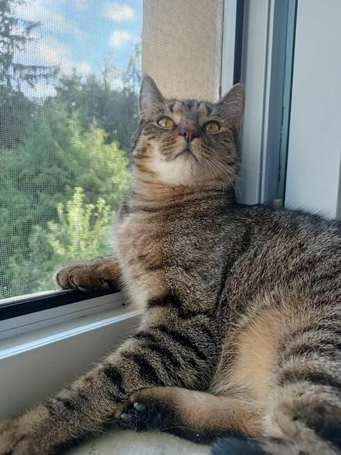 PILNE! Do odpowiedzialnej adopcji poleca się roczny Krzyś