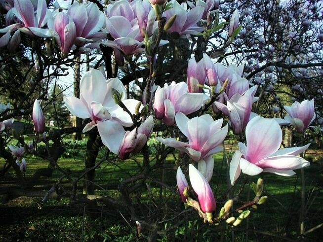Szukam Stalowej Magnolii