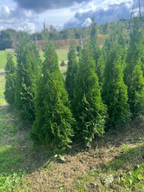 Tuja Szmaragd