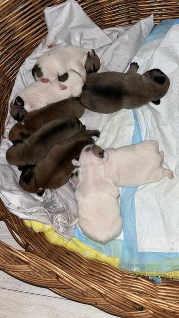 Szczeniaki buldożki francuskie