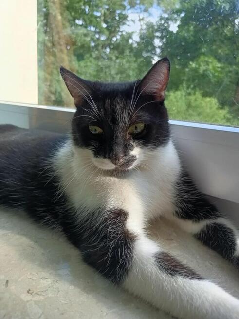 PILNE! 1,5 roczny miziasty Czarek szuka kochającego domu