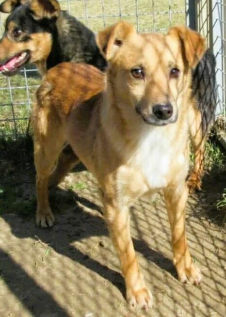 SONIK - niewielki psiak za kratami schroniska, adoptuj!