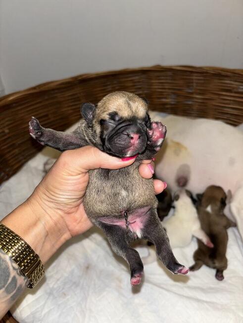 Szczeniaki buldożki francuskie