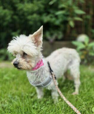 SUZI - 4 kg kruszynka szuka super domu