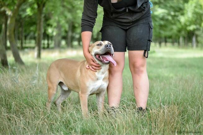Rot-biszkoptowy pies w typie rasy amstaff do świadomej adopcji