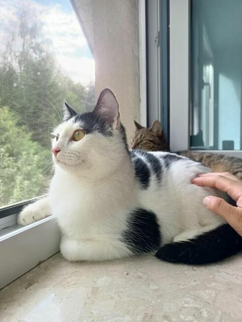 PILNE! Uroczy młody Sushi poleca się do adopcji