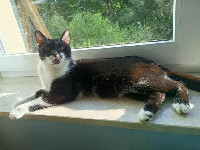 PILNE! 1,5 roczny miziasty Czarek szuka kochającego domu