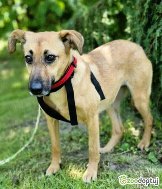 NITKA - delikatna sunia szuka najlepszego domu