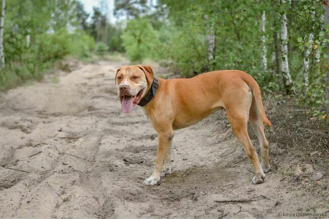 Corso-piękny pies wymagający pracy czeka na świadomy dom