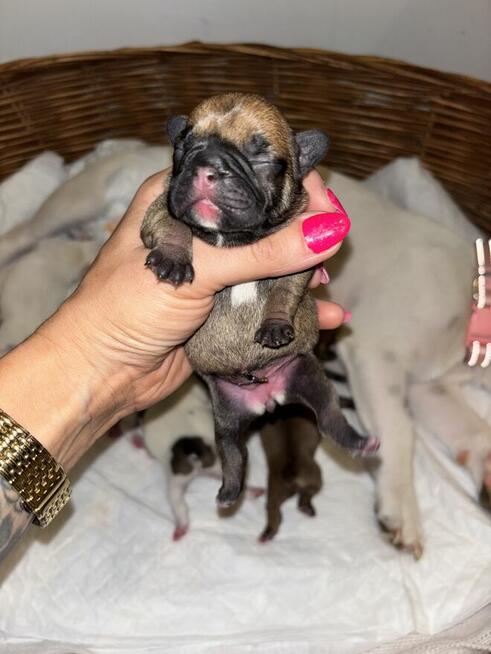 Szczeniaki buldożki francuskie