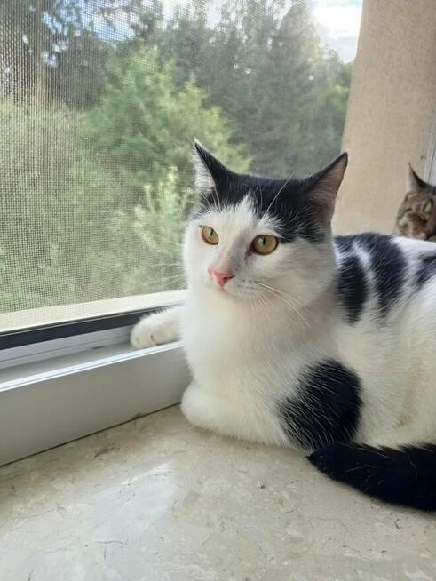 PILNE! Uroczy młody Sushi poleca się do adopcji