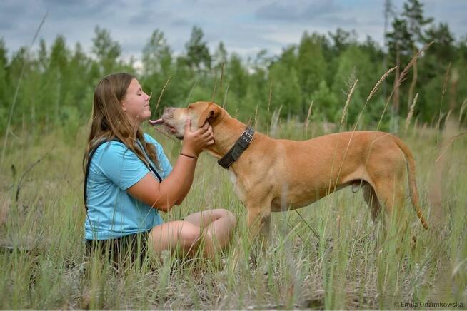 Corso-piękny pies wymagający pracy czeka na świadomy dom