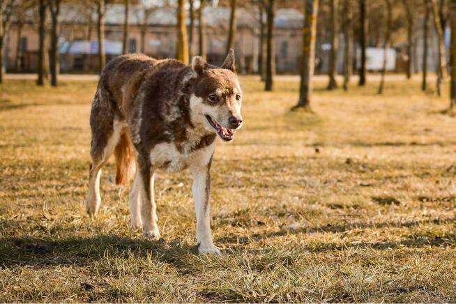 Grześ- starszy pies po przejściach czeka na wyrozumialy dom