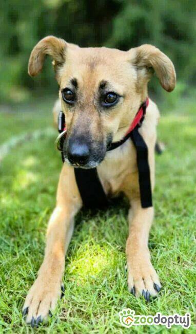 NITKA - delikatna sunia szuka najlepszego domu