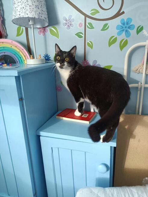 PILNE! 1,5 roczny miziasty Czarek szuka kochającego domu